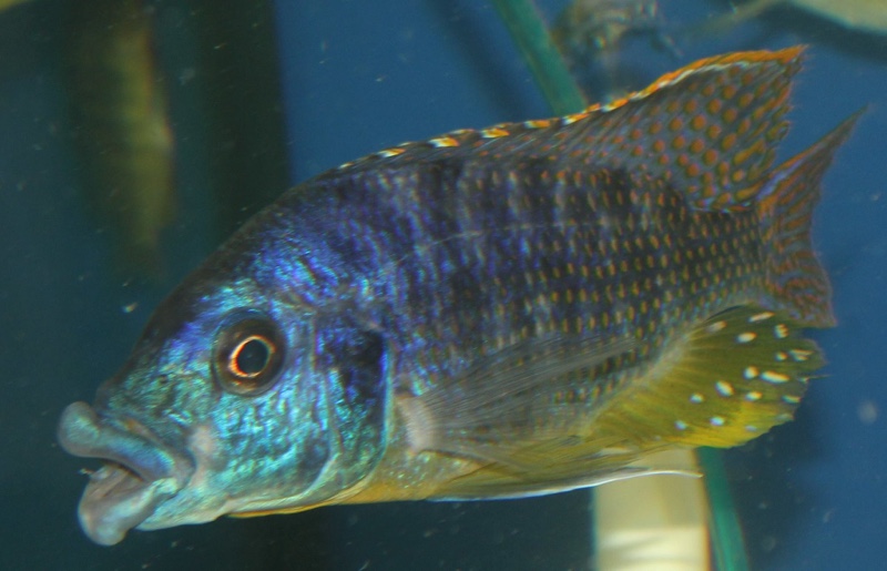 Protomelas ornatus 'Masinje'